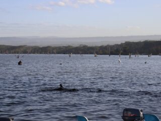 Lake Nakuru water levels rise by nearly 37% displacing over 600 families