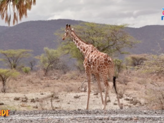 Twende Shaba: Exploring the expansive landscape at the center of Kenya