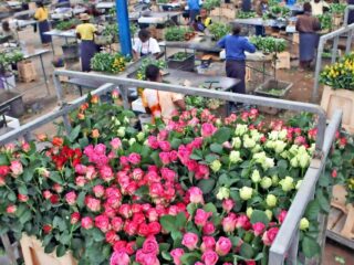 Kenya lost 25% of its EU horticulture market on Russia-Ukraine war