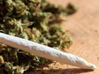 Rastafarians want bhang legalised