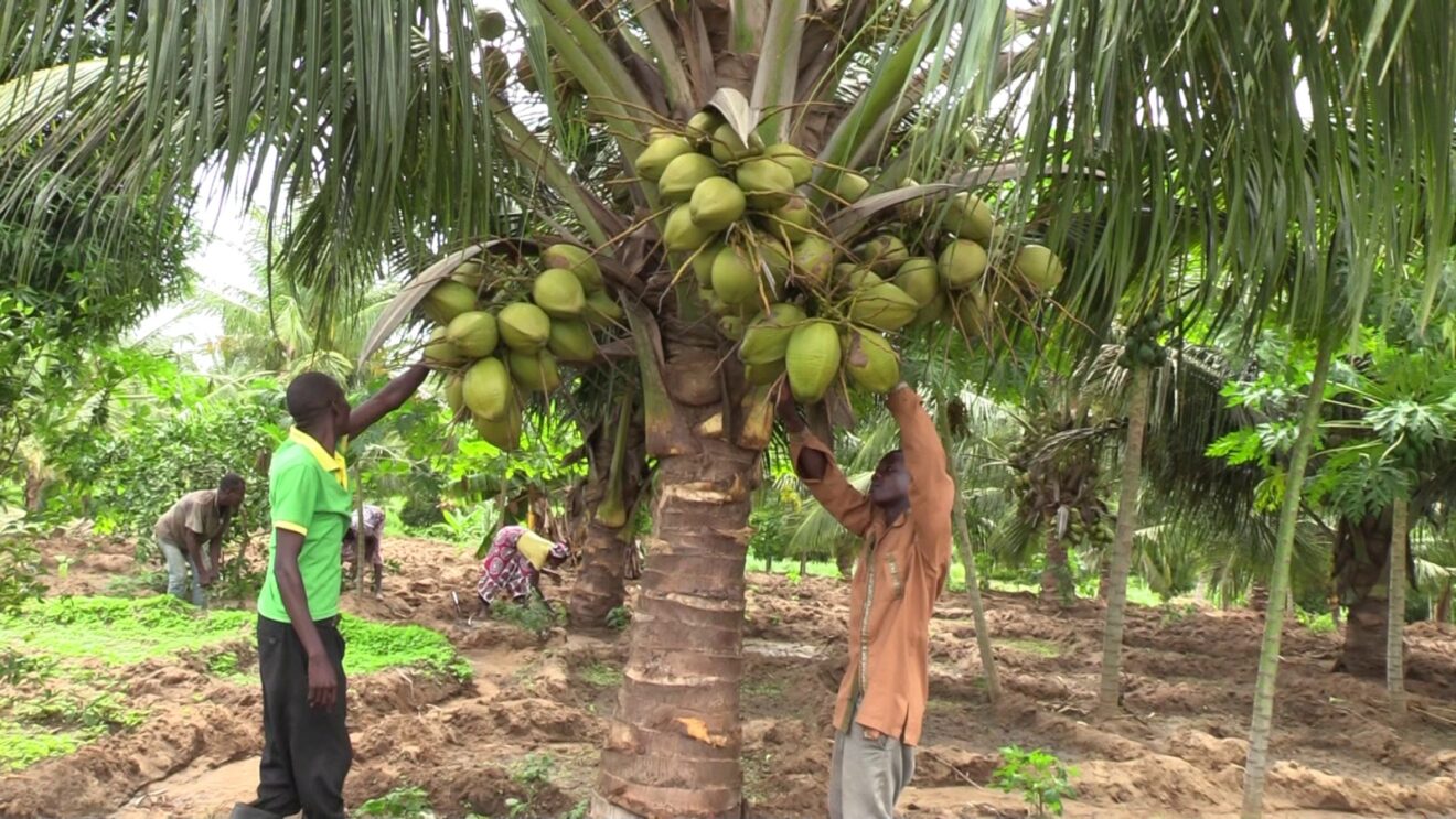  Boost for Coastal coconut farmers as government introduces high-yield  hybrid seedlings