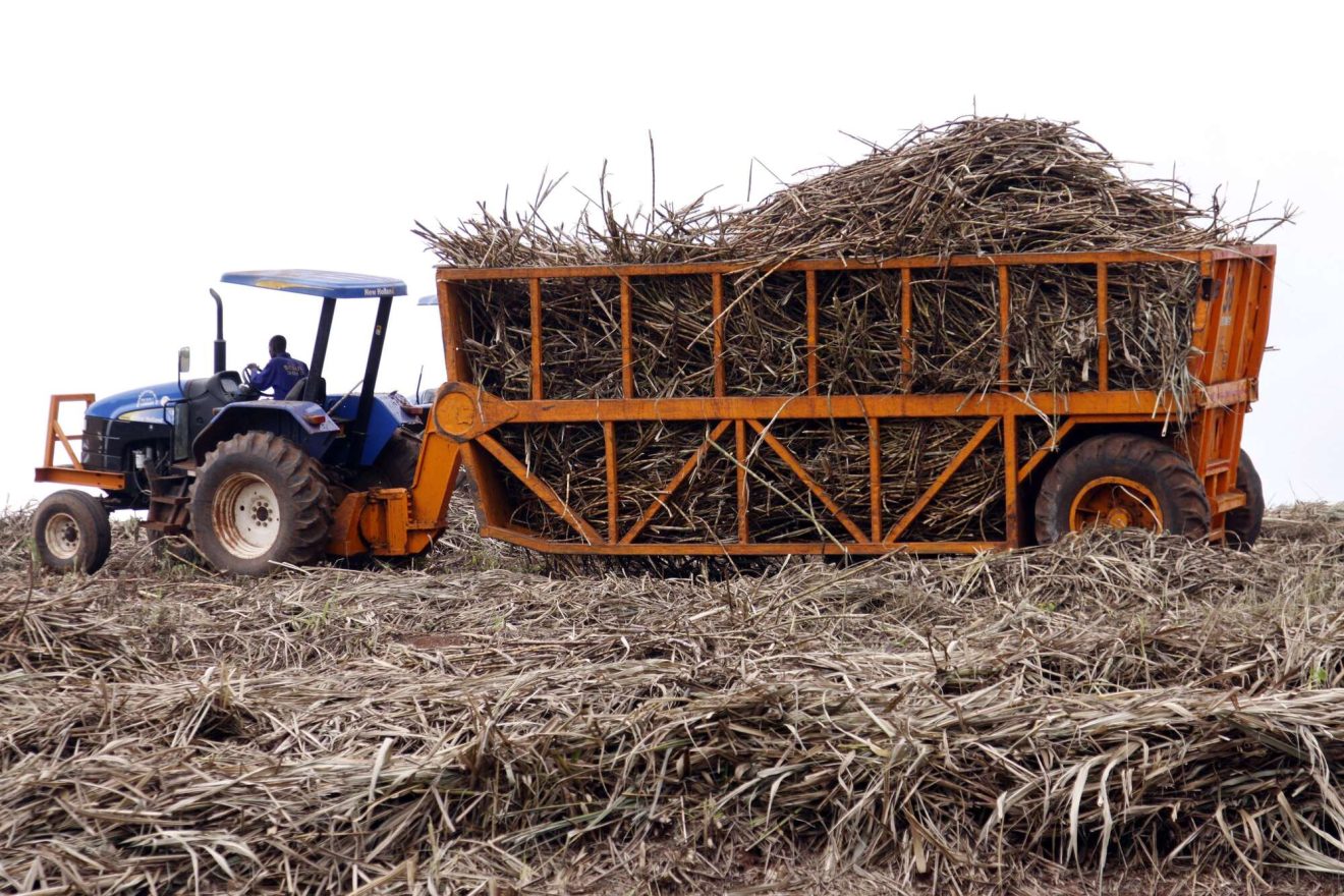 harvesting sugarcane in Kenya 