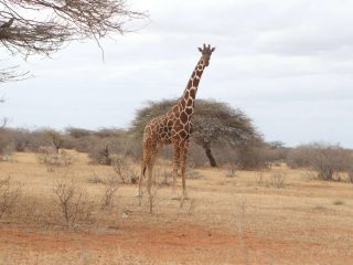 KWS seeks to raise park entry fees