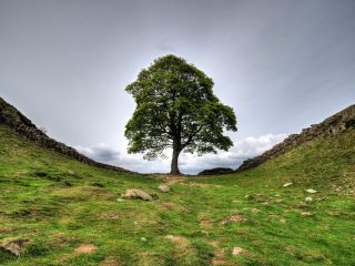 Two men jailed for over four years for felling Britain’s iconic Sycamore Gap tree