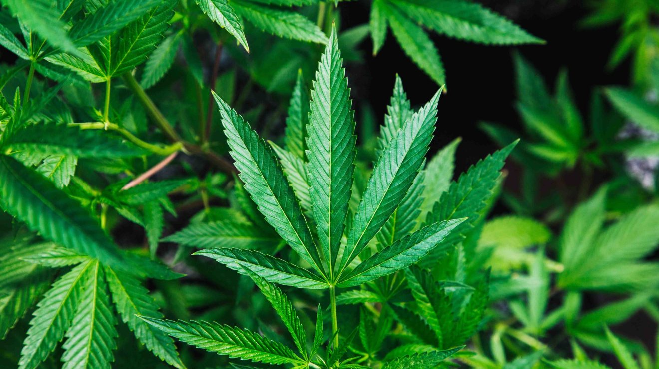 Uganda licenses farm to grow marijuana for medical use
