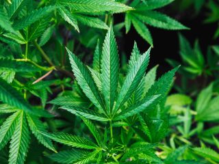 Uganda licenses farm to grow marijuana for medical use