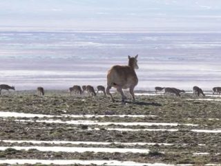 China deploys robot antelope in Tibet to surveil real herds