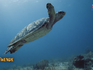Twende Watamu Marine Park