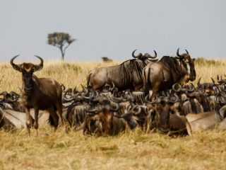 KWS rejects wildebeest migration concerns linked to luxury lodge