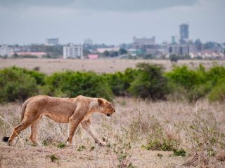Lions on the loose: KWS issues alert to Kajiado residents