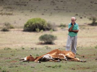 In South Africa’s affluent Western Cape, farmers lose cattle to drought
