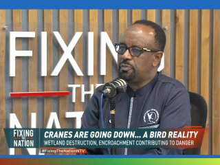 Why The Grey Crowned Crane Is Facing Extinction | Adan Kabelo