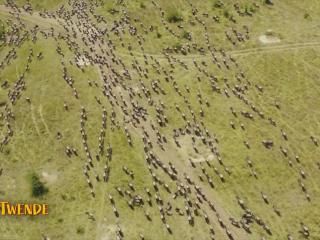 Twende Maasai Mara: Experiencing nature’s greatest show