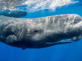 Underwater robot deployed to help learn sperm whale ‘click’ language