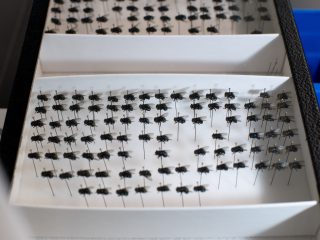 US tests GMO flies in rush to fight flesh-eating livestock pest