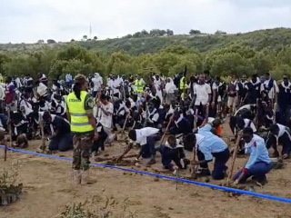 Thousands of coastal students set Guinness World Record for mangrove tree planting