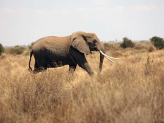 Mystery of Amboseli’s 18 elephant deaths in two months