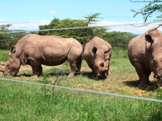 Kenya’s rhino population grows by nearly 9pc