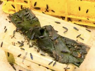 Homa Bay poultry farmers turn to black soldier fly larvae to cut feed costs