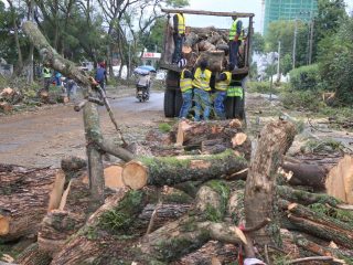 Nakuru’s iconic jacaranda trees felled to pave way for road expansion