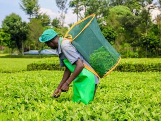 African Tea Convention 2026 | Business Redefined