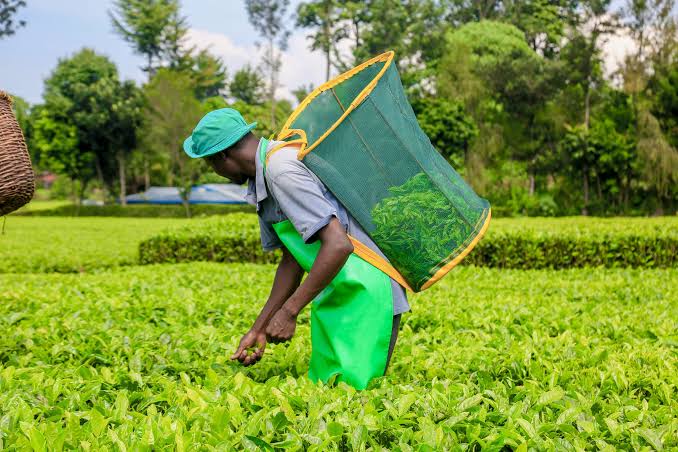 NTV Kenya: African Tea Convention 2026